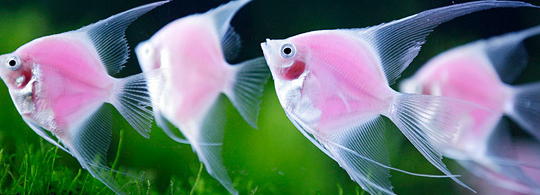 Чудеса генної інженерії: Рожеві флуоресціюючі рибки