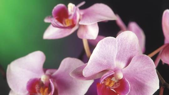 Орхидеи от Greensad